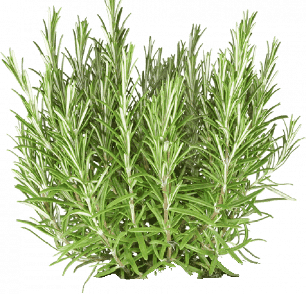 Rosemary